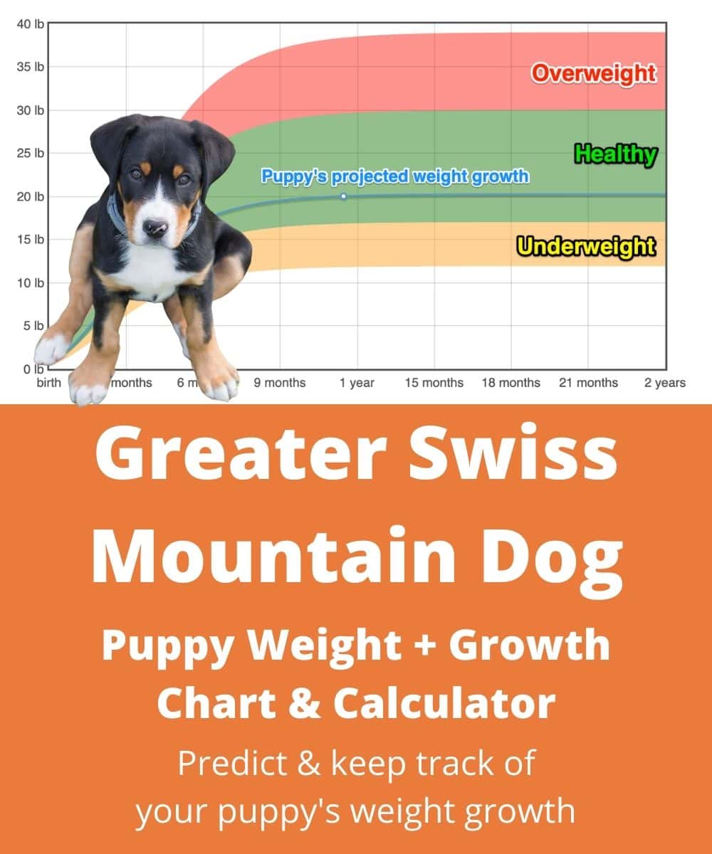 greater-swiss-mountain-dog Puppy Weight Growth Chart